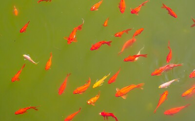 Katastrofická studie upozorňuje na děsivá čísla. Téměř čtvrtina sladkovodních druhů je na pokraji vyhynutí