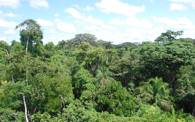 Každú minútu z Amazonského dažďového pralesa zmizne plocha jedného futbalového ihriska