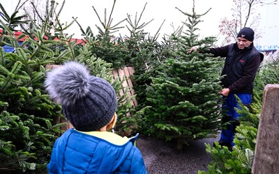 Kde na Slovensku kúpiť vianočný stromček? Za 12,5 € vieš mať doma metrovú jedličku, ale môžeš si ho aj prenajať a byť ekologický