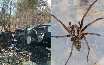 Když žena spatřila v autě pavouka, vyletěla ze silnice a poslala svůj vůz do šrotu