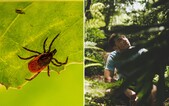 Kliešťov je tento rok viac a sú aktívni už teraz. Riziko infekcie je vyššie než zvyčajne