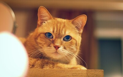 Kočky se mohou nakazit koronavirem, uvádí studie. Psi jsou proti viru odolnější