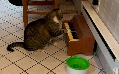 Kocúr sa naučil „hrať na klavír". Jeho majiteľke tým hlási, že chce žrať
