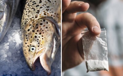 Kokaín, ketamín alebo MDMA našli v každej rybe, ktorú testovali. Briti majú problém s epidémiou zdrogovaných živočíchov