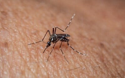 Komáre si vyvinuli odolnosť voči repelentom. Následky pocítime všetci