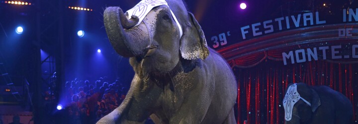 Konec cirkusů s exotickou zvěří v Brně? Občané rozhodnou v anketě