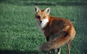 Konec krutého lovu lišek? Ochránci zvířat zahájili novou kampaň 