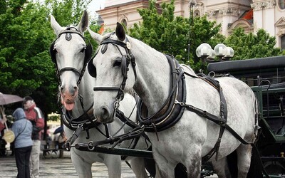 Koňským povozům v Praze hrozí definitivní zákaz. Aktivisté hovoří o týrání zvířat