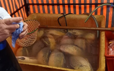 Kontrola prodeje kaprů: Muž v Brně prodával leklé ryby, inspekci fyzicky napadl