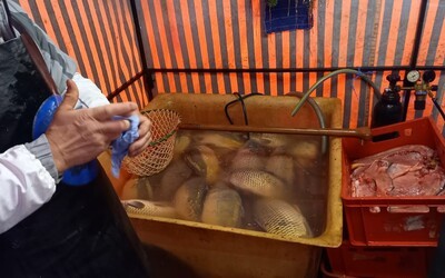 Kontrola prodeje kaprů: Muž v Brně prodával leklé ryby, inspekci fyzicky napadl