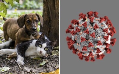 Koronavirus mohou dostat i psi a kočky, potvrzují nizozemské úřady