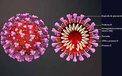 Koronavirus se přizpůsobuje lidem, vědci našli důkaz o mutacích 