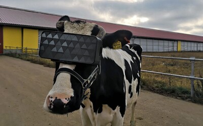 Kravám na hlavu navliekli VR headsety, aby mali lepšiu náladu a produkovali kvalitnejšie mlieko