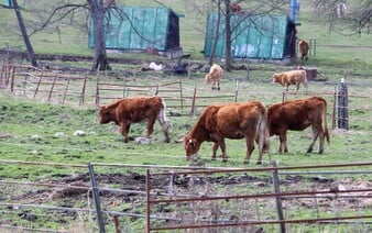 Kravy sa voľne pohybujú pri Kuchyni, len 20 km od výskytu slintačky. Chovatelia tvrdia, že opatrenia dodržujú