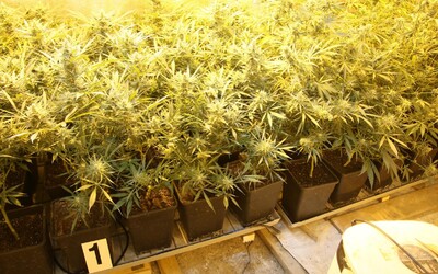 Kriminalisté na Českokrumlovsku odhalili čtyři pěstírny marihuany