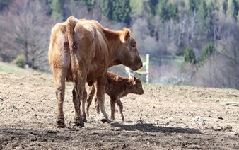 Krízový zásah na farme: Veterinári nariaďujú v jednom chove na juhu Slovenska okamžite zlikvidovať dobytok