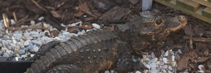 Krokodýl, který utekl majiteli v Ostravě, se stále nenašel. Bez potravy je třetí den, zřejmě vyhledá okolí vodních toků a stín