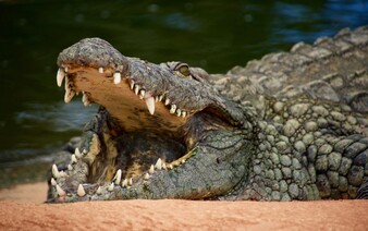 Krokodýly přitahuje pláč malých dětí, zjistila studie. Dokáží jej rozlišit lépe než lidé