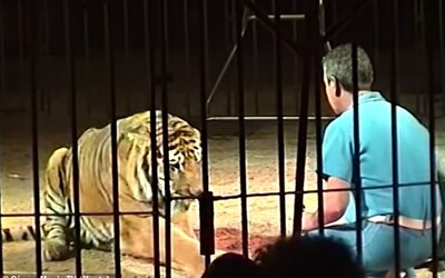 Krotitele v cirkuse zabili 4 tygři. Zraněním podlehl během převozu do nemocnice