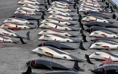 Krvavá tradícia lovu veľrýb sa tento rok na Islande neuskutoční. Ekonomicky sa to vraj nevyplatí