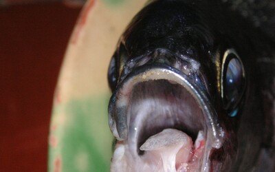 Krvilačná ryba napáda dovolenkárov v známych európskych destináciách. Útočí aj v Chorvátsku, v Španielsku napadne 15 ľudí denne