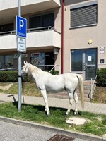 Kuriózne parkovanie v Rusovciach: Pred bytovkou stál kôň priviazaný o lampu
