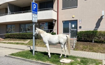 Kuriózne parkovanie v Rusovciach: Pred bytovkou stál kôň priviazaný o lampu