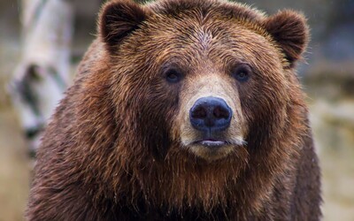Kúsok od slovenských hraníc zaútočil medveď na poľského aktivistu. Zviera do lesa prišiel chrániť