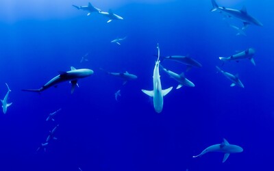 Kyslíku v oceánoch ubúda. Ohrozené sú najmä žraloky a tuniaky
