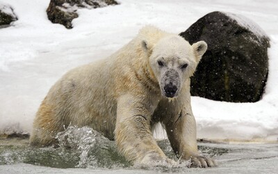 Lední medvědi by mohli vyhynout do roku 2100. Pokud ledovce roztají, nebudou mít kam jít, varují vědci