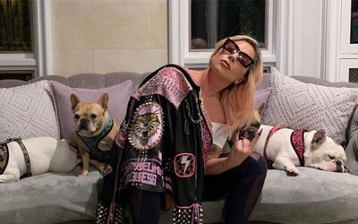 Lady Gaga nabízí 500 tisíc dolarů za návrat svých psů, které jí ukradli při ozbrojené loupeži