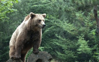 Len pár kilometrov od centra Nitry spozorovali medveďa. Ide o raritný úkaz, šelmu tam nikdy doposiaľ nevideli