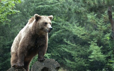 Len pár kilometrov od centra Nitry spozorovali medveďa. Ide o raritný úkaz, šelmu tam nikdy doposiaľ nevideli