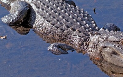 Letadlo nouzově přistálo v bolivijské bažině plné aligátorů. Pět přeživších čekalo na záchranu desítky hodin