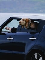 Letná dovolenka so psom? Odborníka sme sa pýtali, na čo myslieť pri cestovaní so svojím miláčikom