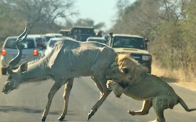 Lev sa priamo pred turistami vrhol na antilopu. Autentické video zobrazuje kruté zákony prírody