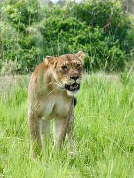 Lev v japonské zoo zabil svého ošetřovatele