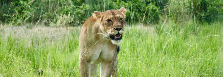 Lev v japonské zoo zabil svého ošetřovatele