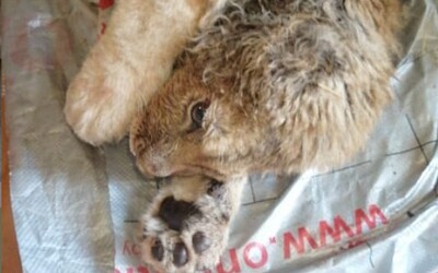 Levíčatku schválne zlomili labky, aby neušlo pri fotení: Po náročnej operácii sa opäť naučilo chodiť