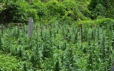 Libanon v době pandemie legalizoval pěstování marihuany pro lékařské účely jako první arabská země