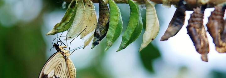 Líhnutí motýlů online: Podívej se na živý přenos ze skleníku Fata Morgana 