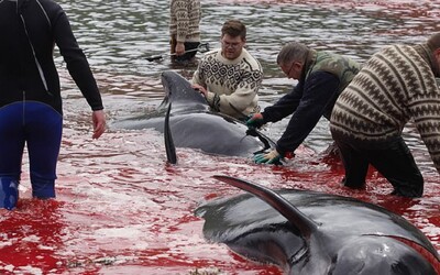 Lovci zabili 23 velryb. Moře se krví zbarvilo do ruda