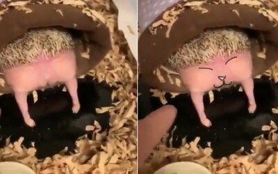 Ľudia sa nevedia vynadívať, pretože je nevinný, bezbranný a rozkošný: Takto vyzerá zadok ježka, keď zaspí