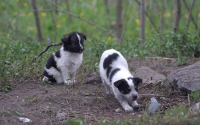 Ľudia zachraňujú rádioaktívnych psíkov z Černobyľu. Po dekontaminácii si ich môžeš adoptovať
