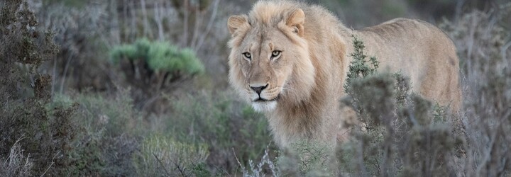 Lvi vymírají napříč Afrikou. Jak je zachránit před vyhynutím?