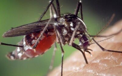 MAPA: Komáři jsou v Česku extrémně aktivní. Podívej se, kde lidem sají krev nejvíc