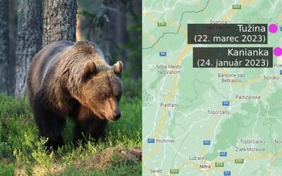 MAPA: Na týchto miestach Slovenska zaútočil medveď na človeka za posledný polrok. Dávaj pozor na aktuálnu ruju, varujú experti