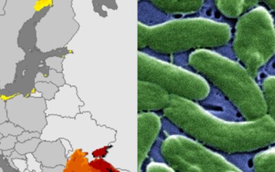 MAPA: Na týchto miestach sa šíria nebezpečné baktérie z mora. Pozri si, kde je situácia najkritickejšia
