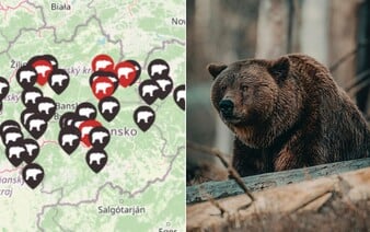 MAPA: Pozri si, kde všade tento rok na Slovensku spozorovali medveďa. Na viacerých miestach hlásili aj útoky