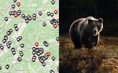 MAPA: Pozri si, kde všade tento rok na Slovensku spozorovali medveďa. Na viacerých miestach hlásili útoky na ľudí či zvieratá 